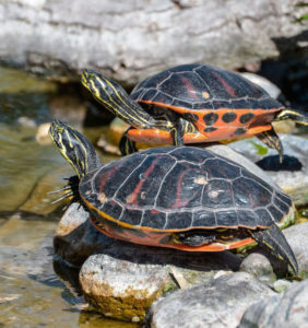 Tortugas-florida-bienestar