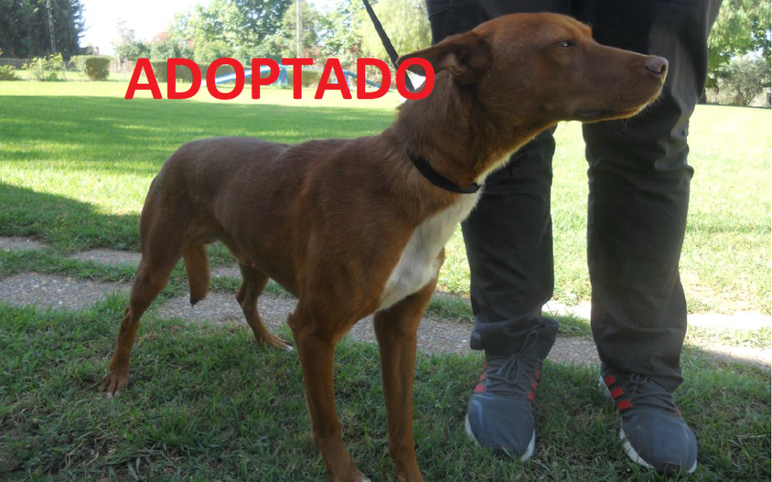 ¡ADOPTADO!