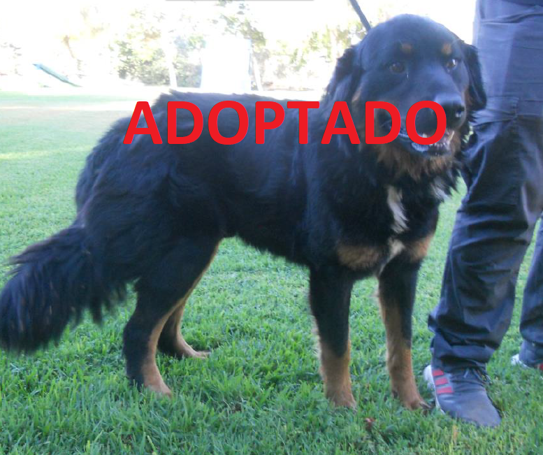 ¡ADOPTADO!