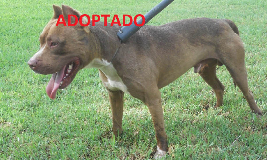 ¡ADOPTADO!