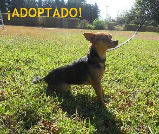 ¡ADOPTADO!