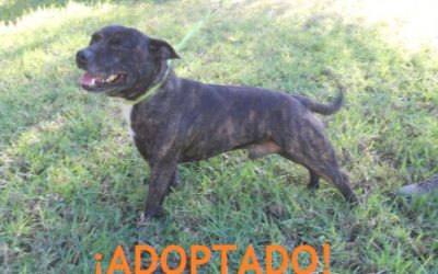 ¡ADOPTADO!