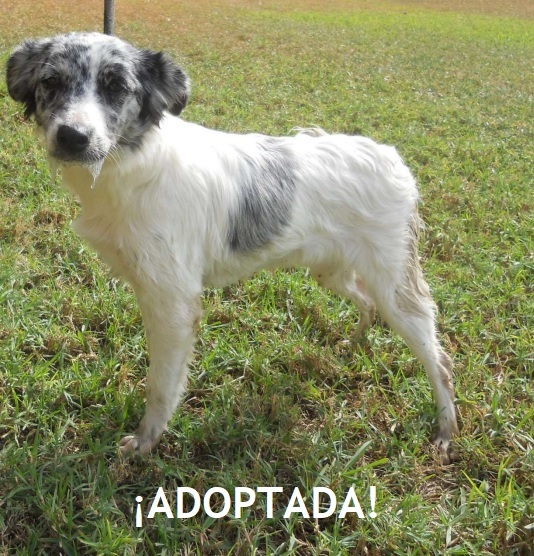 ¡ADOPTADA!