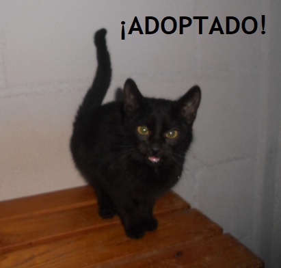 ¡ADOPTADO!