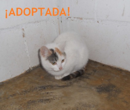 ¡ADOPTADA!