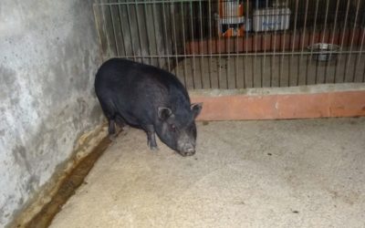 ¡Cerdo vietnamita en Adopción!