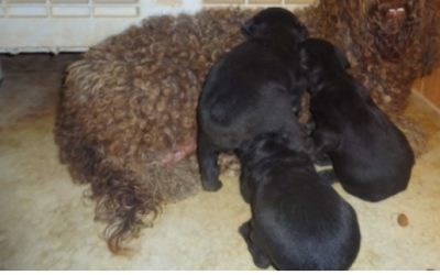 ¡Perros en adopción! – cachorros nº 3073