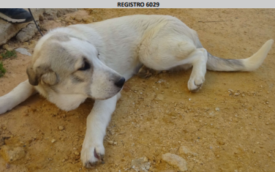 ¡Necesito un hogar! nº 6029