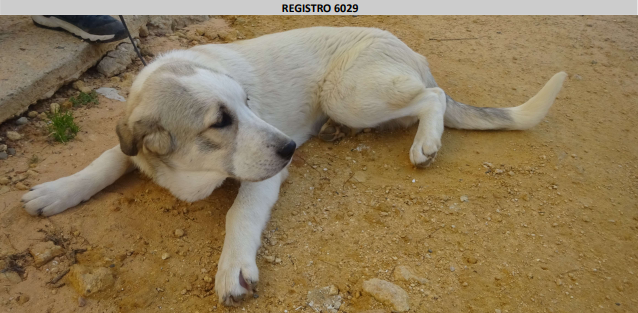 ¡Necesito un hogar! nº 6029