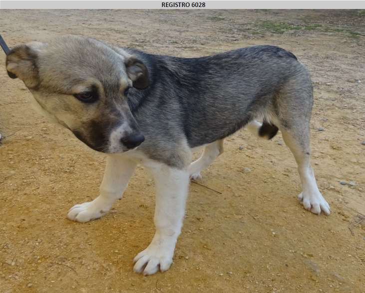 ¡Necesito un hogar! nº 6028