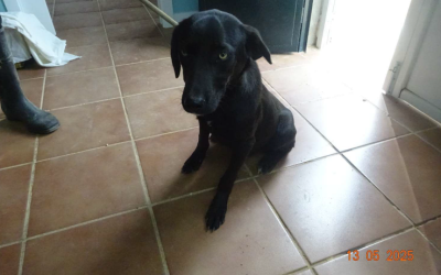 ¡Necesito un hogar! N.º 6210