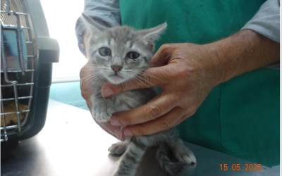 ¡Necesito un hogar! N.º 6238