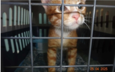 ¡Necesito un hogar! N.º 6137