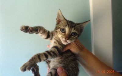 ¡Necesito un hogar! N.º 6241