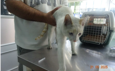 ¡Necesito un hogar! N.º 6260