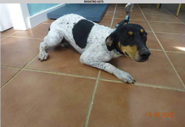 ¡Necesito un hogar! N.º 6373