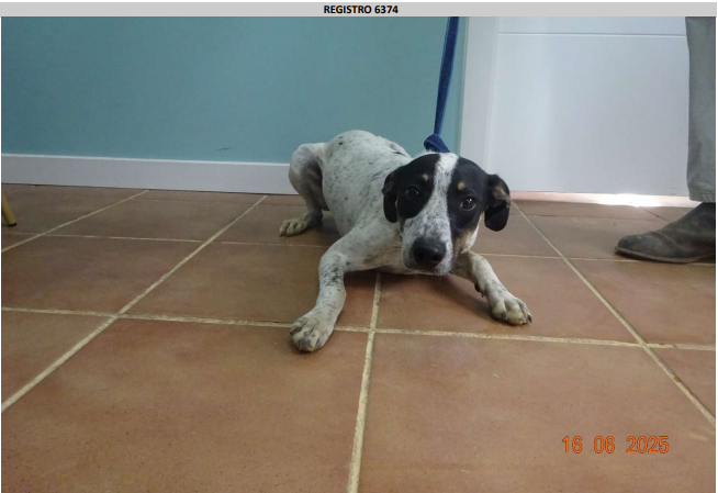 ¡Necesito un hogar! N.º 6374