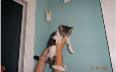 ¡Necesito un hogar! N.º 6438