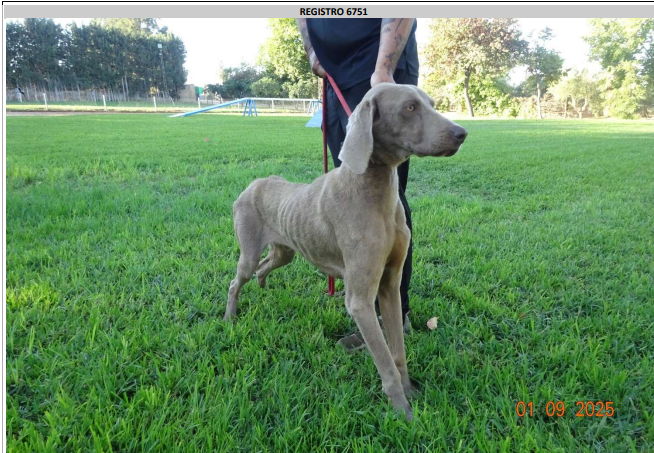 ¡Necesito un hogar! nº 6751