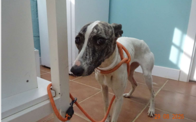 ¡Necesito un hogar! nº 6744