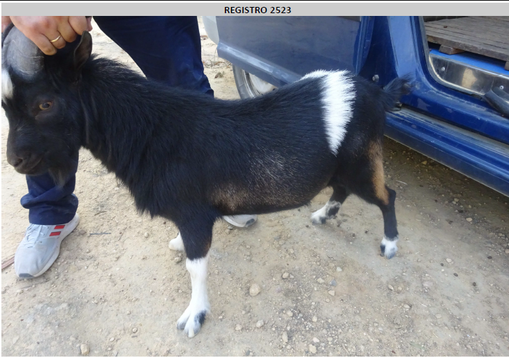 ¡Necesito un hogar! N.º 2523