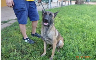 ¡Necesito un hogar! N.º 6927