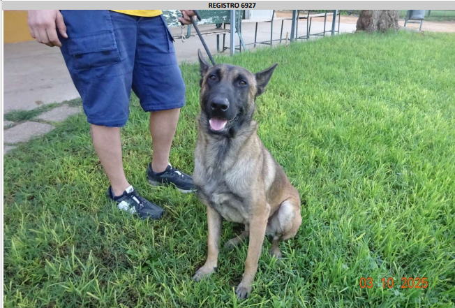 ¡Necesito un hogar! N.º 6927