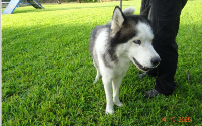 ¡Adoptado! N.º 6979