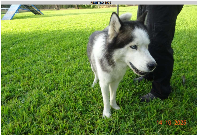 ¡Adoptado! N.º 6979