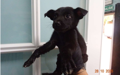 ¡Necesito un hogar! N.º 7116