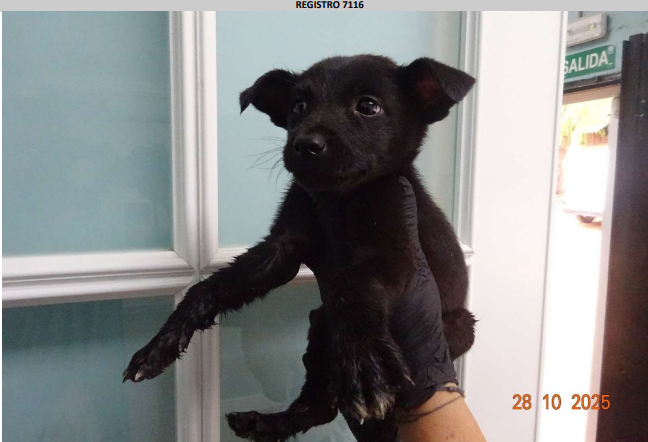 ¡Necesito un hogar! N.º 7116