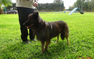 ¡Necesito un hogar! N.º 7039