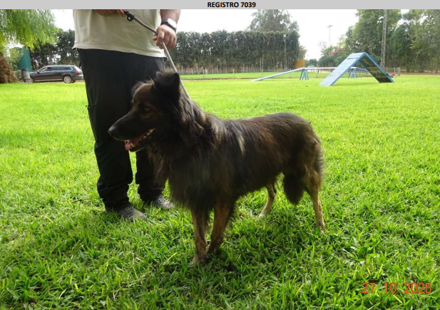 ¡Necesito un hogar! N.º 7039