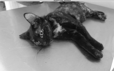 ¡Necesito un hogar! N.º 161224