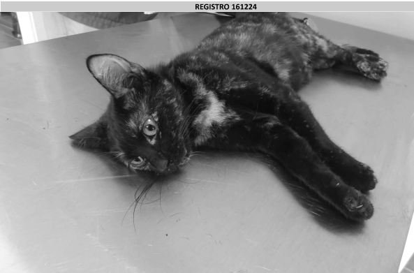 ¡Necesito un hogar! N.º 161224