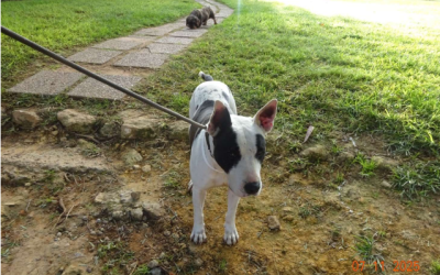 ¡Necesito un hogar! N.º 7185