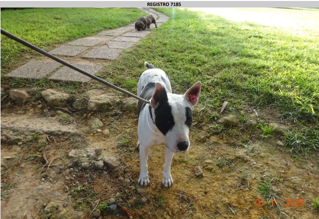 ¡Necesito un hogar! N.º 7185