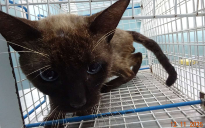 ¡Necesito un hogar! N.º 7211