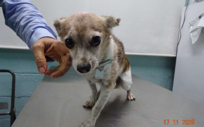 ¡Adoptado! N.º 7222