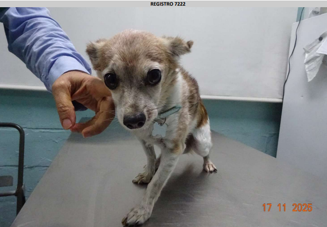 ¡Adoptado! N.º 7222