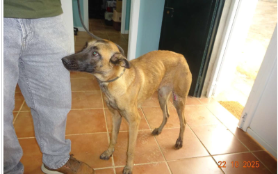 ¡Necesito un hogar! N.º 7211