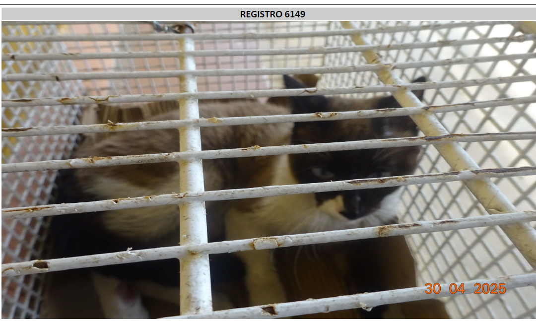 ¡Necesito un hogar! N.º 6809