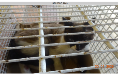 ¡Necesito un hogar! N.º 6809