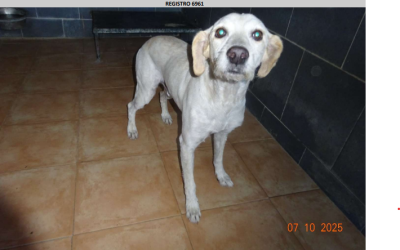 ¡Necesito un hogar! N.º 6961