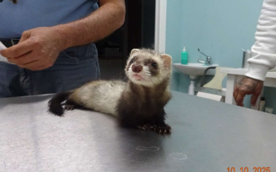 ¡Adoptado! N.º 6971