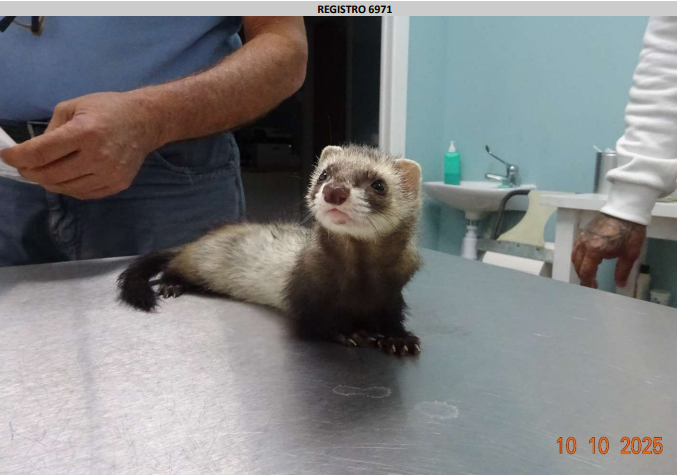 ¡Adoptado! N.º 6971