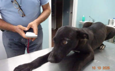 ¡Necesito un hogar! N.º 6973