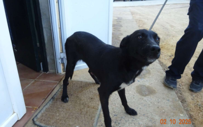 ¡Necesito un hogar! N.º 6975