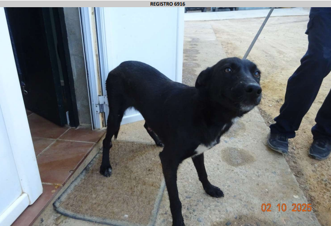 ¡Necesito un hogar! N.º 6975