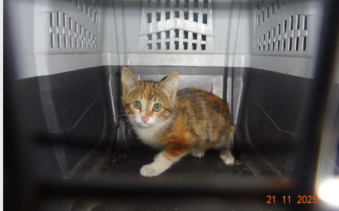 ¡Necesito un hogar! N.º 7251